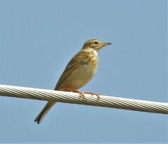Anthus rufulus