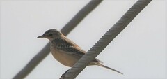 Anthus godlewskii