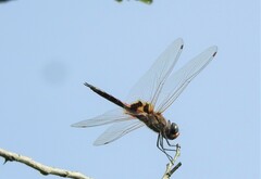 Tramea basilaris
