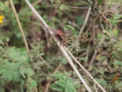 Tachininae