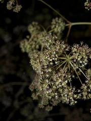 Steganotaenia araliacea