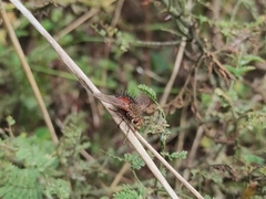 Tachininae