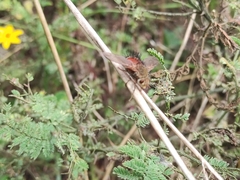 Tachininae