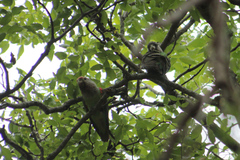 Poicephalus fuscicollis