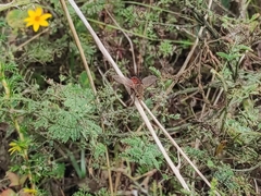 Tachininae