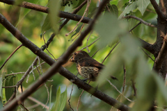 Amblyospiza albifrons