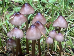 Mycena purpureofusca