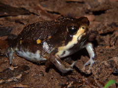 Breviceps poweri