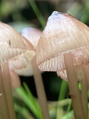 Mycena purpureofusca