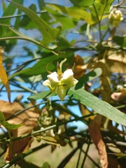 Araujia angustifolia