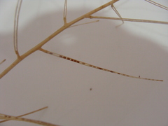 Sisymbrium orientale