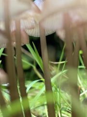 Mycena purpureofusca