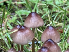 Mycena purpureofusca