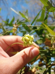 Araujia angustifolia