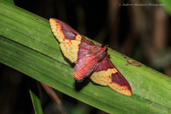 Pachynoa purpuralis