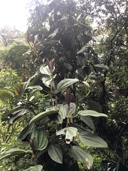 Meriania nobilis