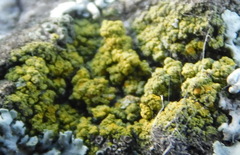 Candelariella efflorescens