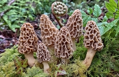 Morchella fluvialis