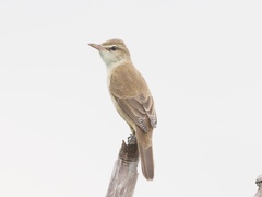 Acrocephalus orientalis