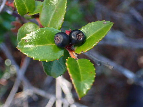 Mystery specimen