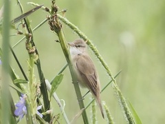 Acrocephalus orientalis
