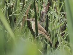 Acrocephalus orientalis
