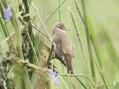 Acrocephalus orientalis