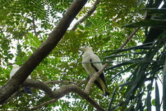 Ducula bicolor