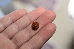 Harmonia dimidiata