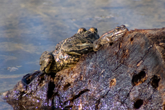 Pelophylax kurtmuelleri