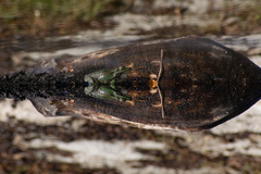 Pelophylax kurtmuelleri