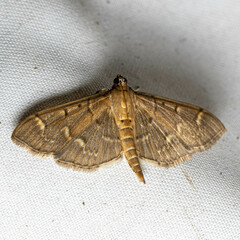 Pilocrocis