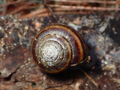 Helminthoglypta sequoicola