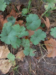 Geranium rotundifolium