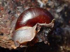 Helminthoglypta sequoicola