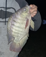 Oreochromis niloticus