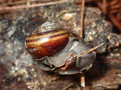 Helminthoglypta sequoicola