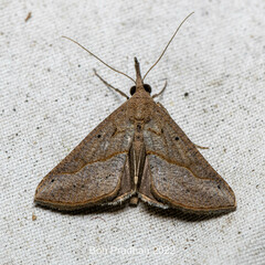 Hypena