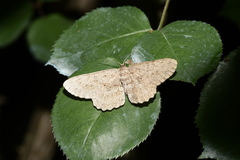 Racotis boarmiaria