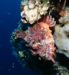 Scorpaenopsis oxycephalus