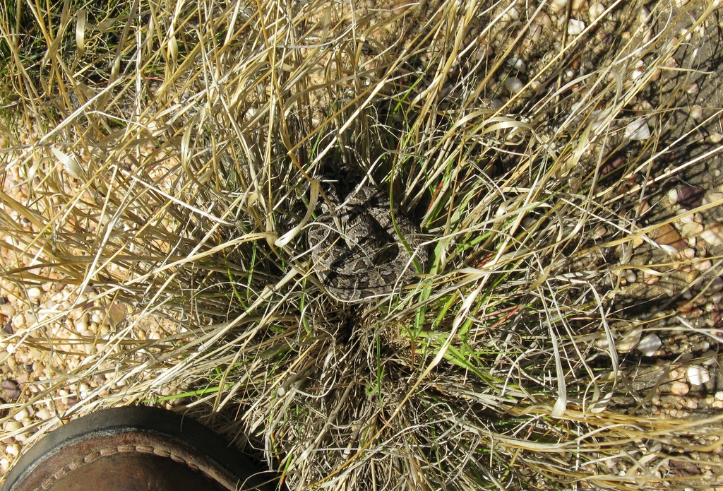 Berg Adder (Snakes of southern Africa) · iNaturalist