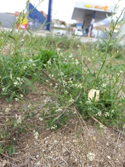 Lepidium graminifolium