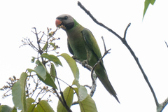 Psittacula alexandri