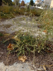 Lepidium graminifolium