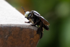 Xylocopa latipes