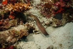Gymnothorax flavimarginatus