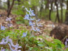 Corydalis caudata