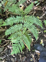 Diplazium laxifrons