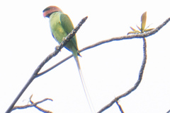Psittacula longicauda