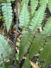Diplazium laxifrons